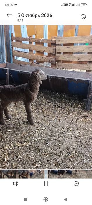 Матка арашан продам