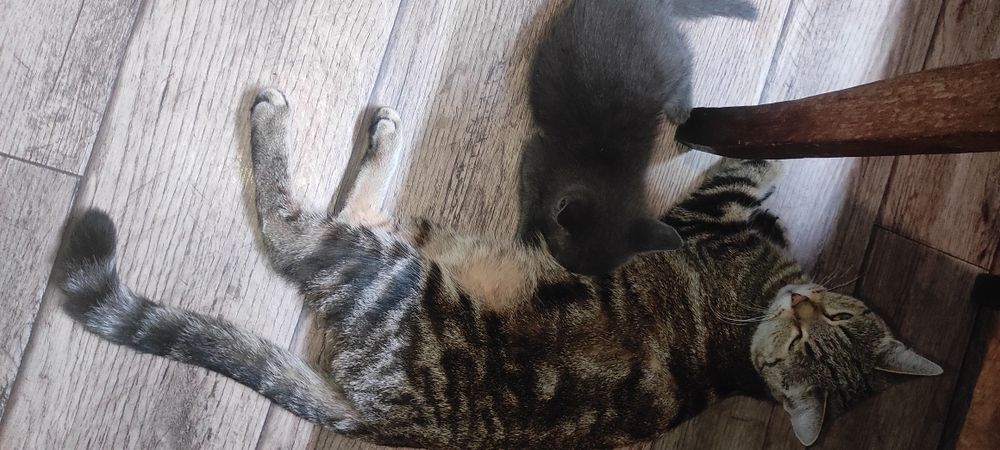 Дарю милого котёнка.
