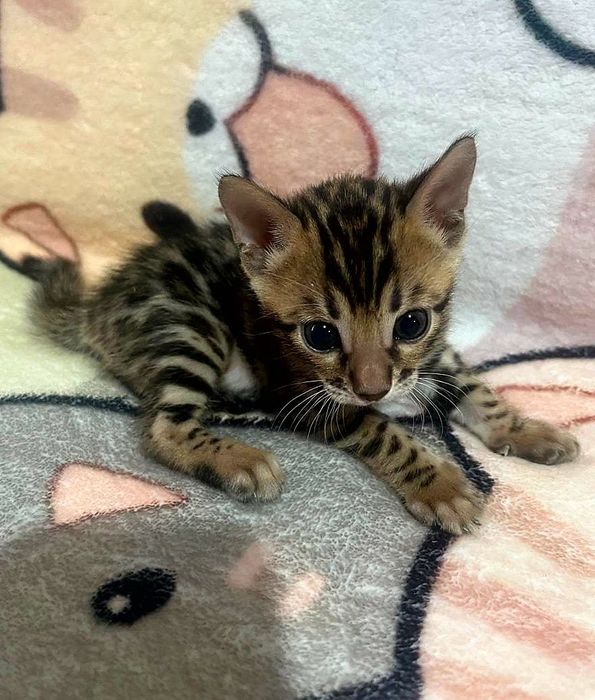 Бенгальские котята