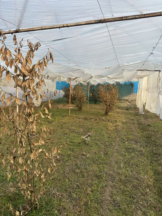 Тёплица асакада сотилади