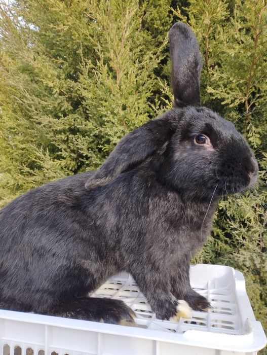 Продаются кролики