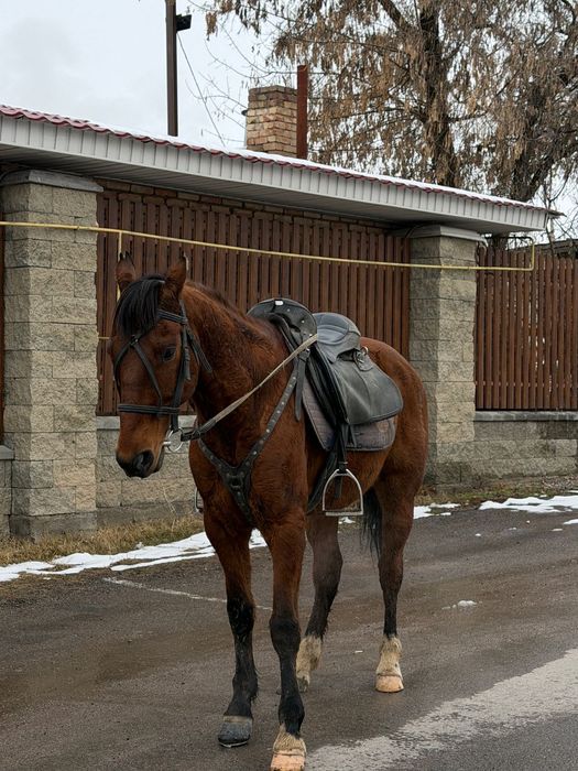 Срочно продам мерина 8 лет