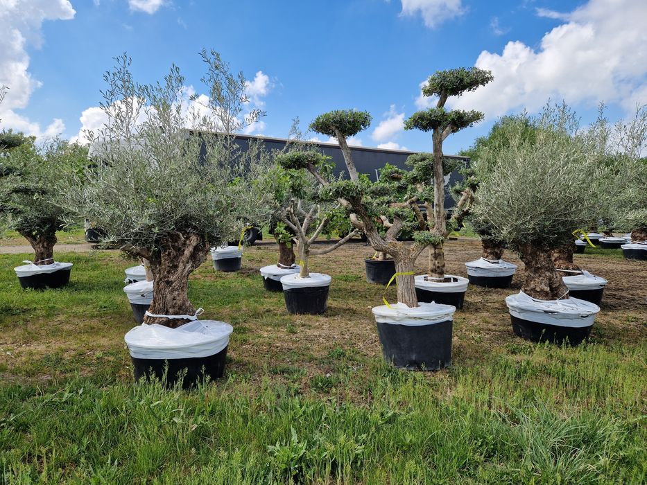 Maslini seculari în stoc