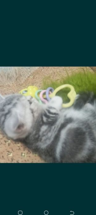 Котята шотландцы мраморные