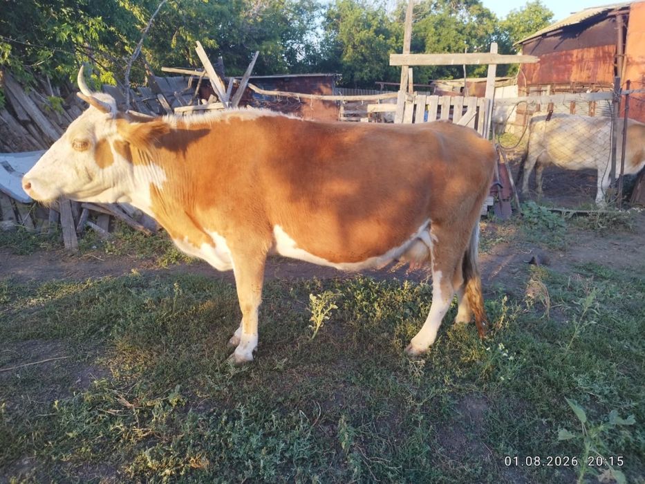 Продам дойных коров
