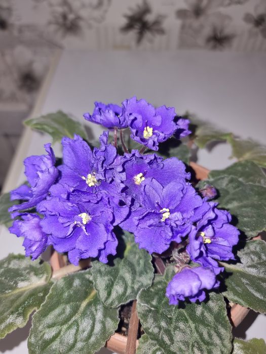 Фиалки с крупными бутонами