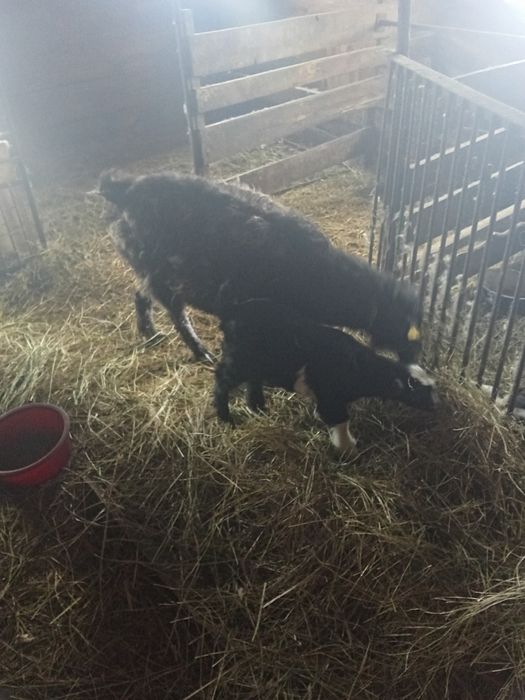 Ешкі лақтарымен сатылады. .