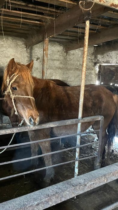 1бас еркек жабагы 2бие сатылады