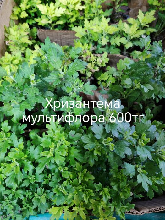 Продам цветы, комнатные и садовые.