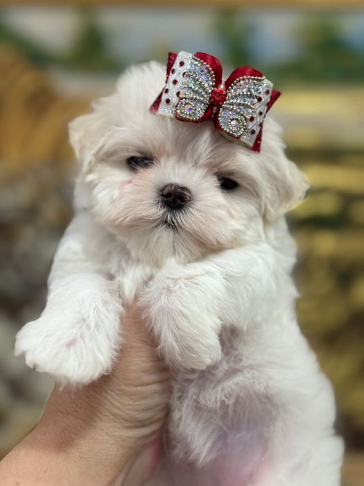 Шикарные кукольные малыши мальтезе