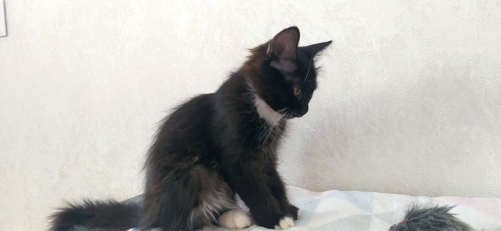 Срочно! Котенок ищет дом!