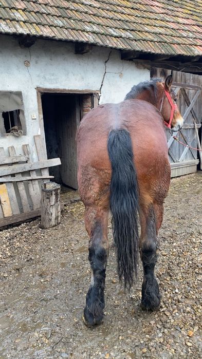 Manz si manza de vanzare