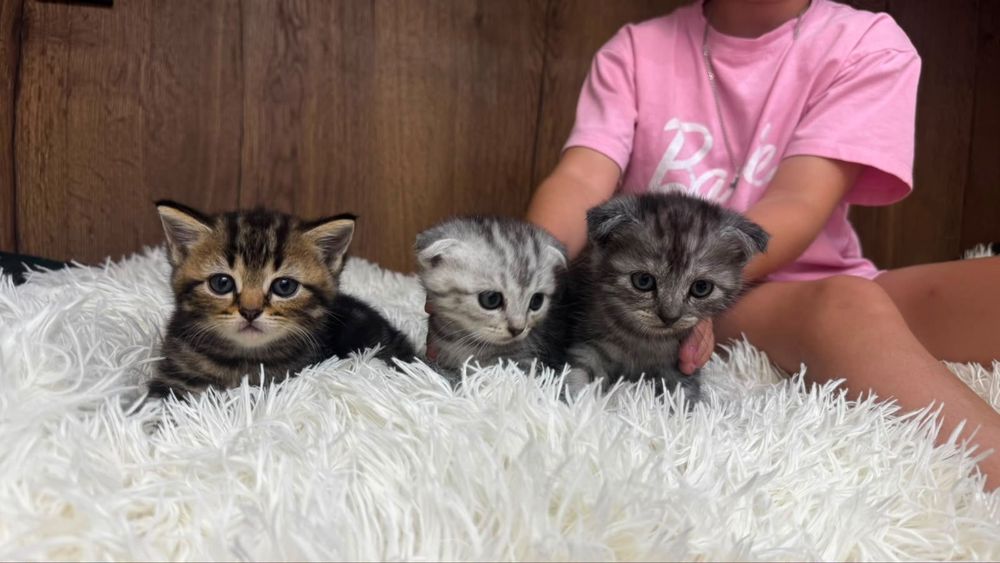 Кошка шотландская вислоухие