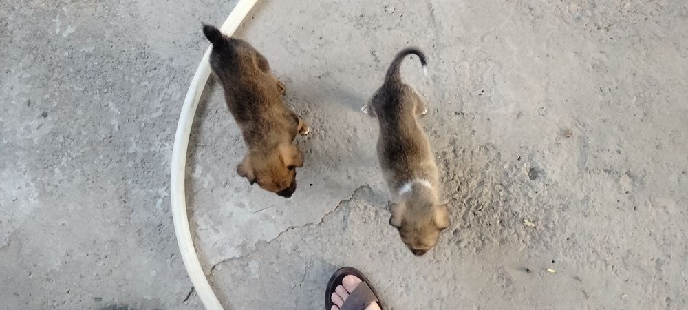 Отдам бесплатно в добрые руки