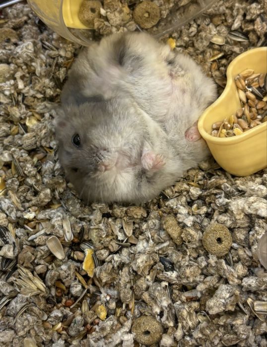 donez pui/adolescent hamster