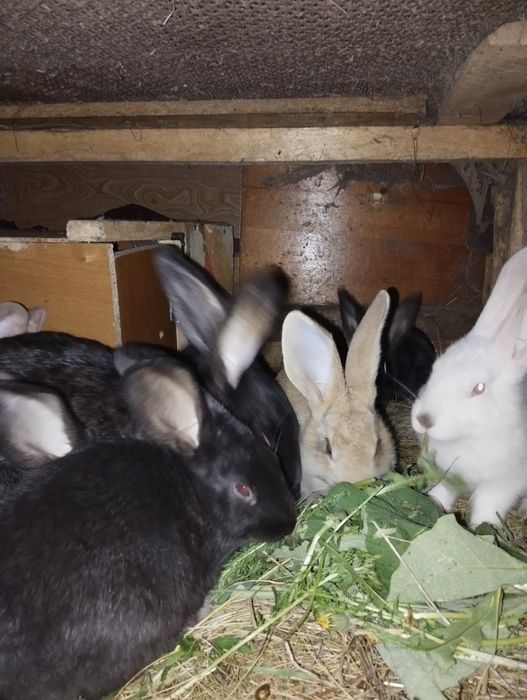 Крольчата двухмесячные