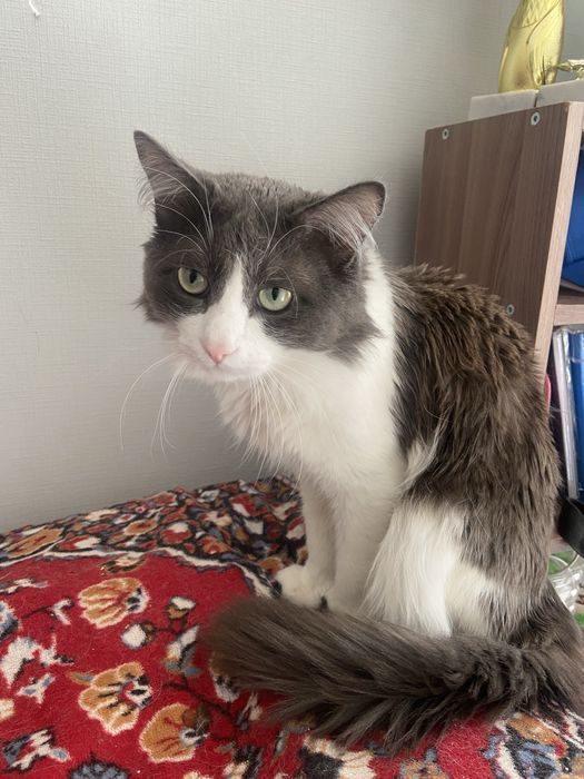 Отдам красивого кота  в хорошие добрые руки