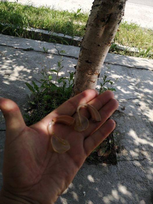 Слуховой аппарат сенсорные б. У новые цена 120к. Б. У отдам 25к оконча