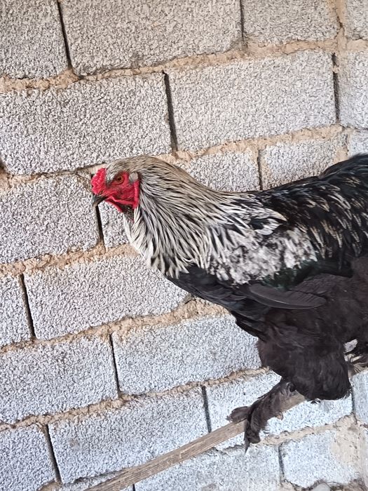 Брама катта хуроз