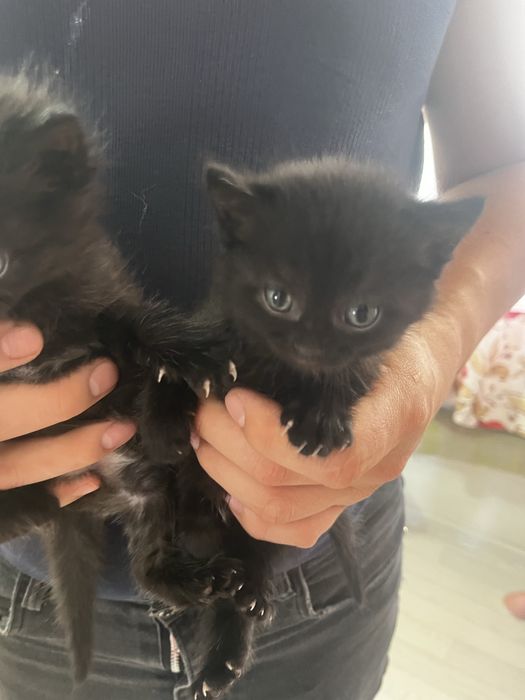 Отдам котят даром