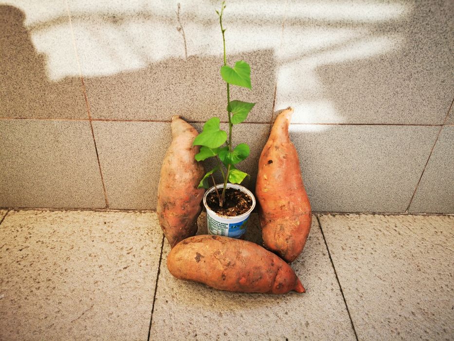 Разсад батати (сладки картофи)