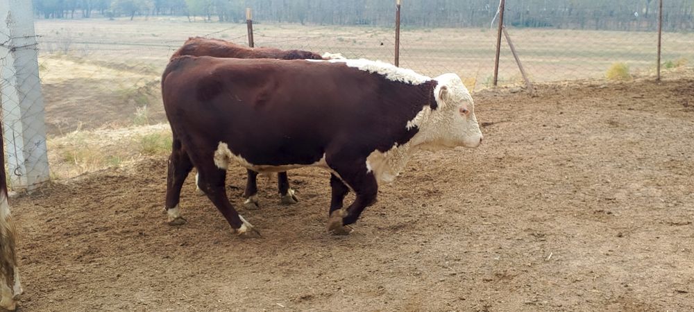 Чисто 1 сорт Гренфорд букалар сотилади