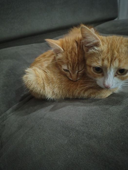 Котик добрые руки