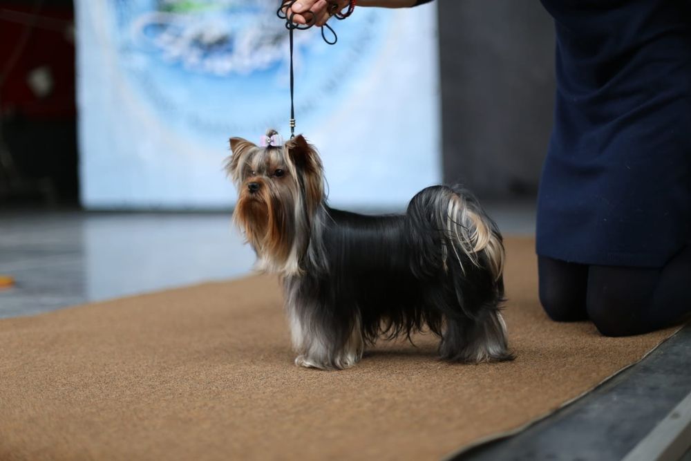 Продам щенков йорка, рассрочка каспи