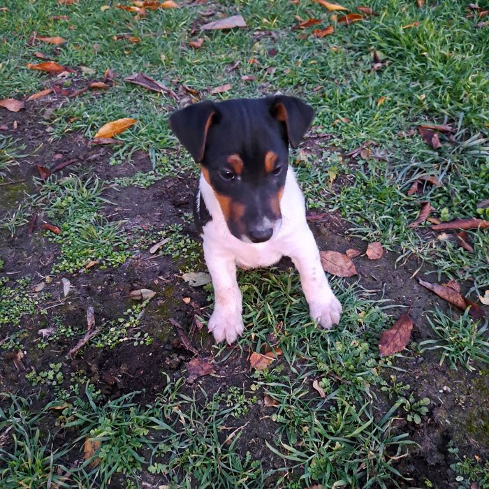 Трицветен Фокстериер