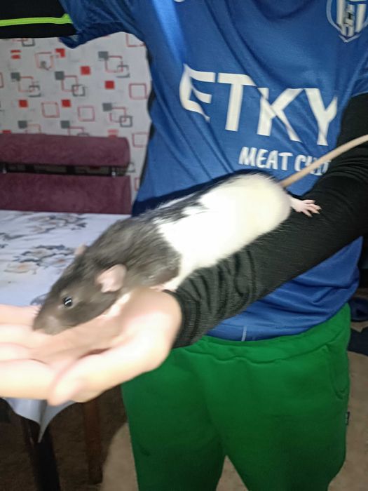 Крысята,два мальчика