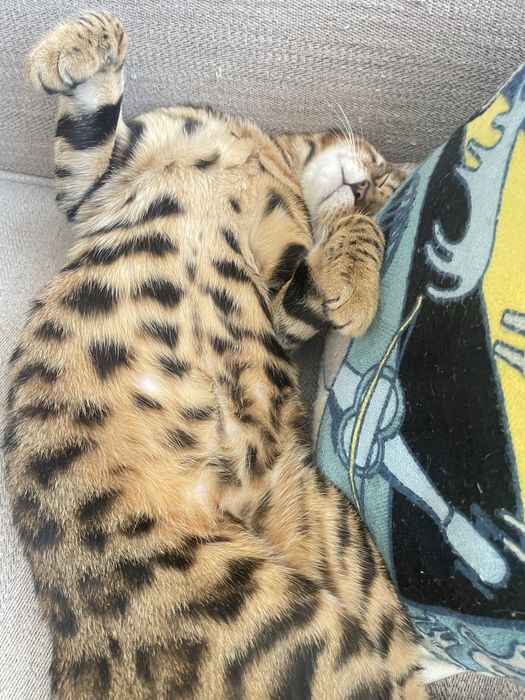 Бенгальский кот / Bengal Cat