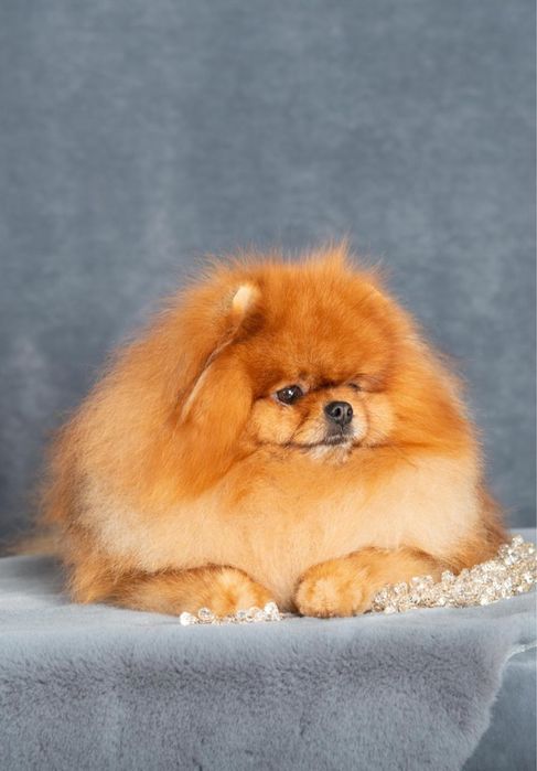 Померанский шпиц