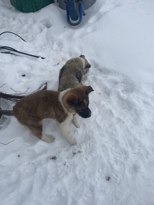 Отдам кутят беспоатно