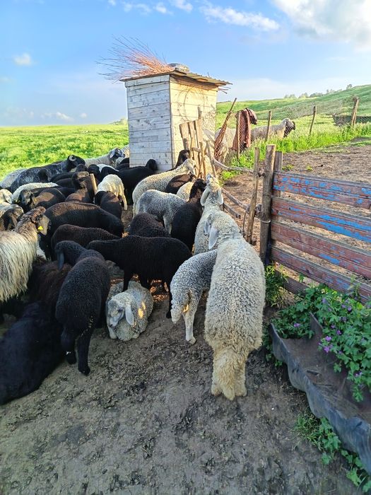 Vând miei karakul
