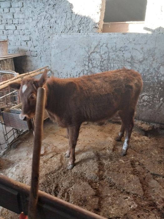 Гуножин сотилади сог'лом