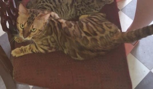 Бенгальский кот на вязку!