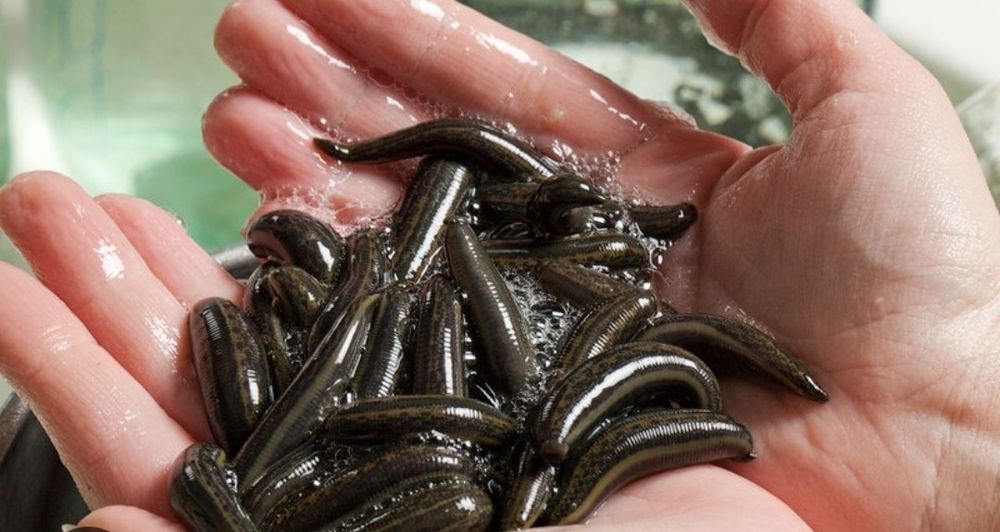 Зулук (Пиявки) Россия Баку Индонезия