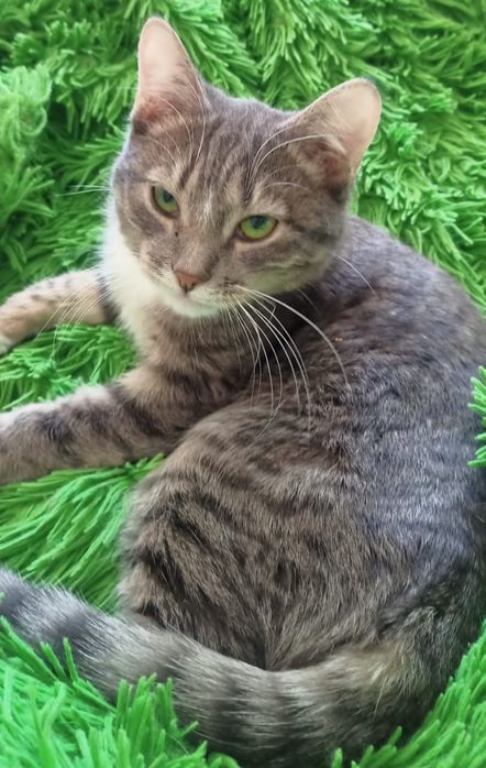 Боня - зеленоглазая красотка