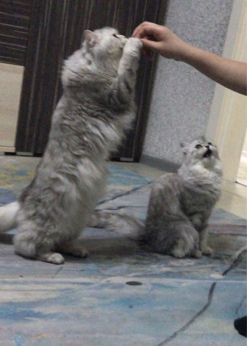 Продам шотландских  кошек
