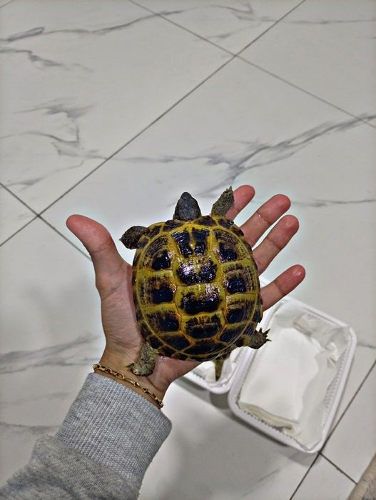 Toshbaqa sotiladi!(Продается черепашки!)