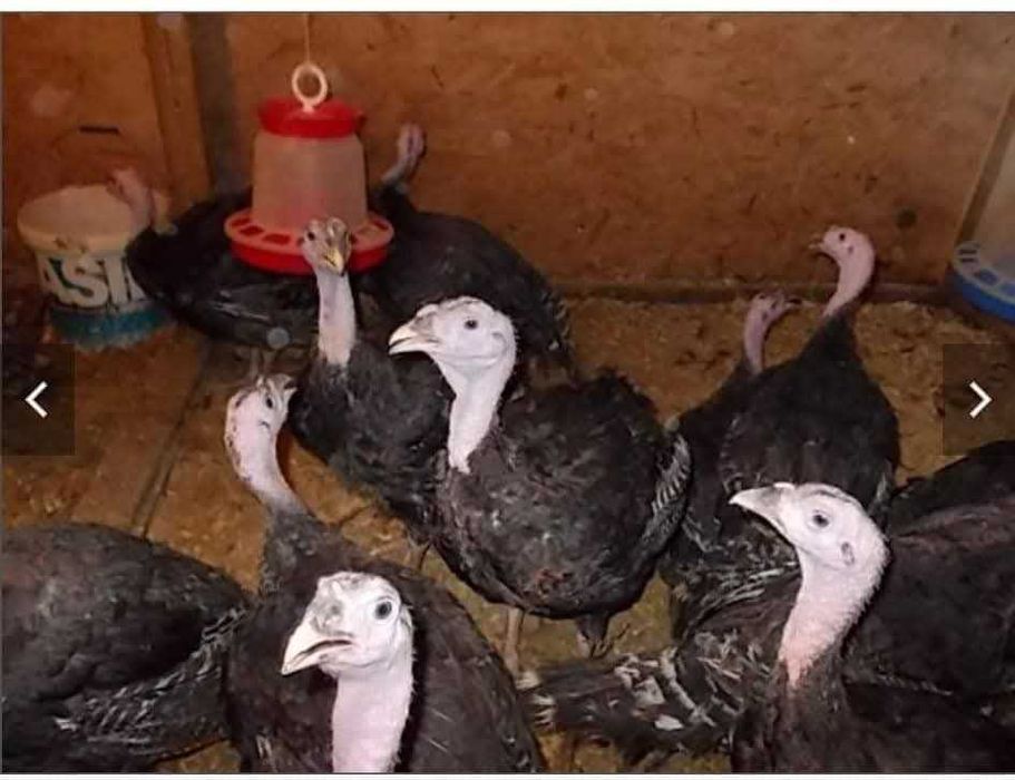Pui alb și rasă mixtă