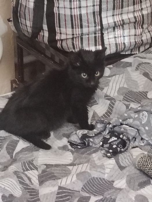 Кошечка и котик в хорошие заботливые руки