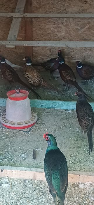 Fazani comun  pereche  si familie