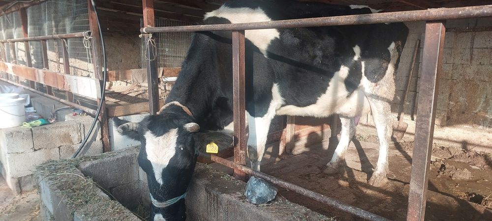 Сауынды сиыр сатылады