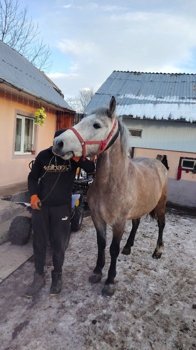 Vând sau schimb cu animale sau auto,buz.