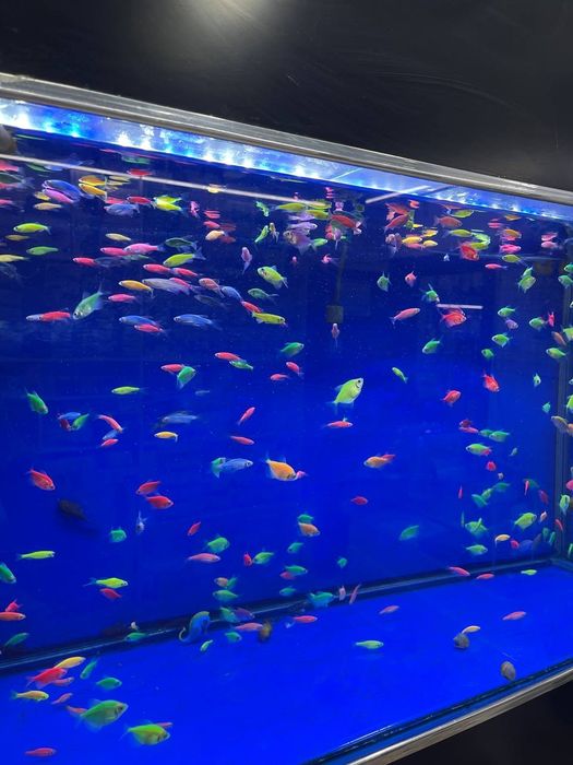 Akvarum va baliq magazin