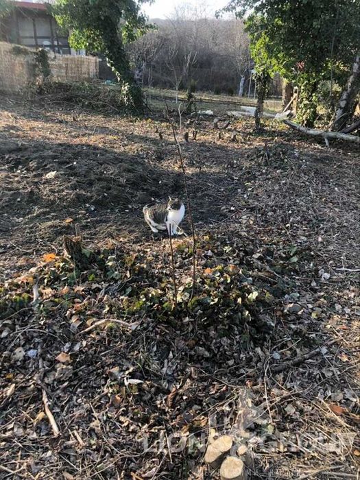 Продава се Парцел в Варна, м-т Боровец - юг - 592 кв.м за 51 €/кв.м - Снимка #2