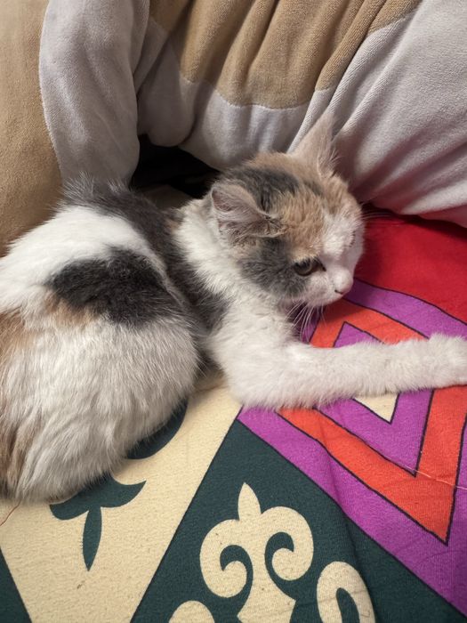 Кошка,срочно отдам