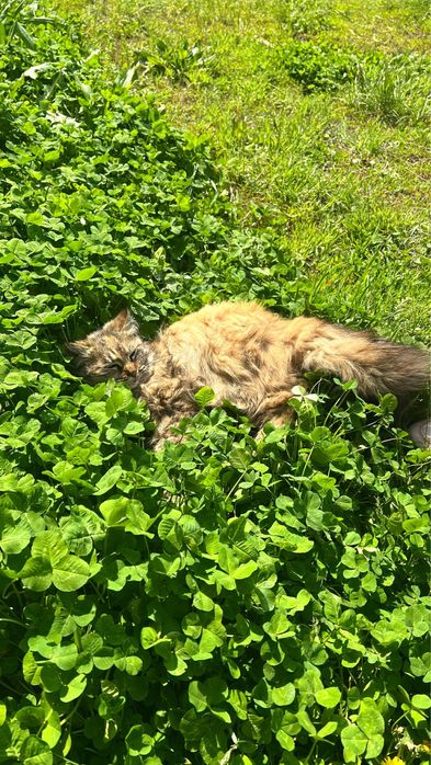 Сочный мощный кошка с характером