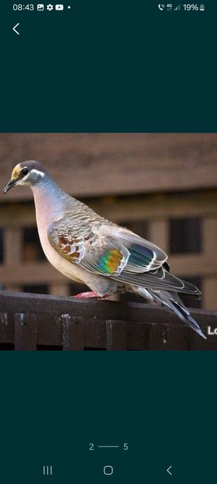 Turturele jamaica de pădure aripa de bronz senegal  alb și arlechin